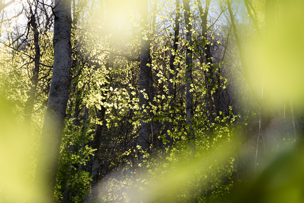 Forêt au printemps